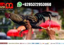 Sadiss !!! Sabung Ayam Bangkok Lawan Langsung Mati di Tempat