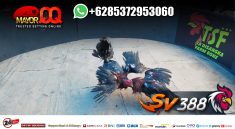 Sv288 Live Sv388 Situs Sabung Adu Ayam Live Terpercaya.jpeg